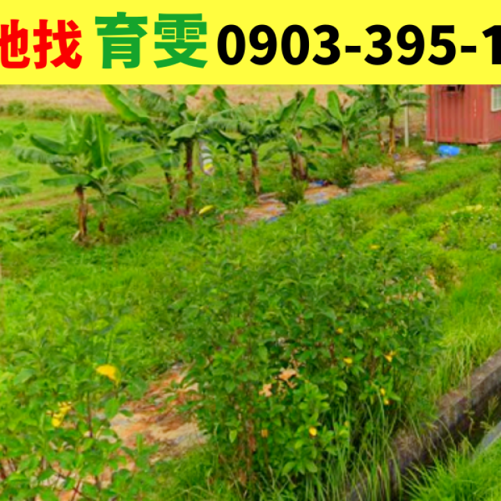 農地|中壢青埔小坪數?有水電、貨櫃屋美農地(近崙坪國小、A19捷運)_買賣土地找育雯