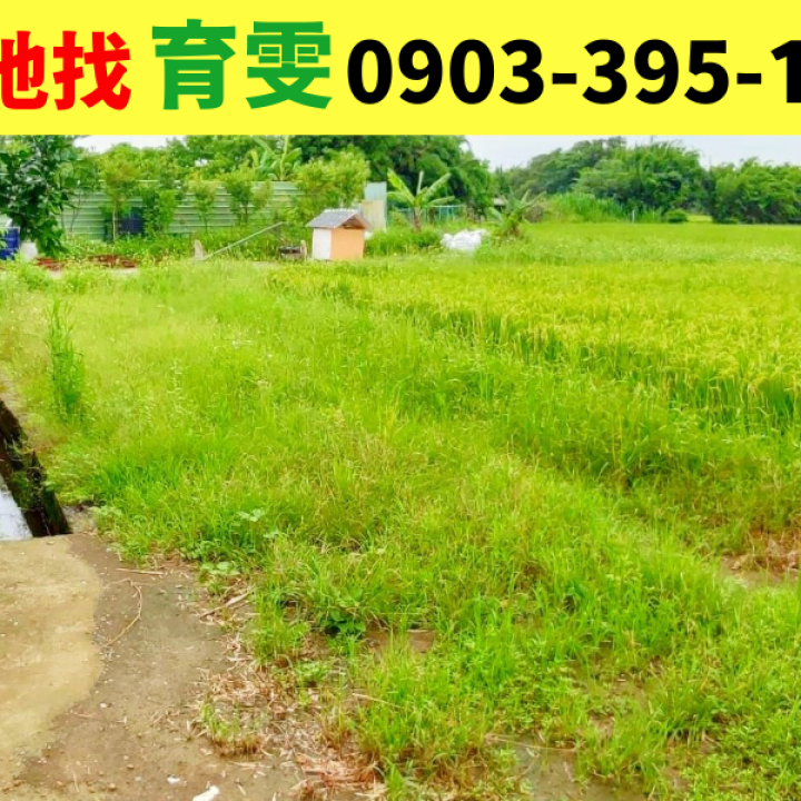 農地|新屋青田?美農地(近頭洲國小、台66、過嶺Costco)_買賣土地找育雯