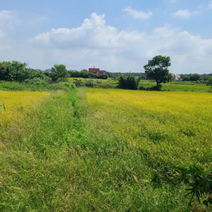 中壢買農地.中壢買建地.中壢買地.青埔A19農地.4393萬