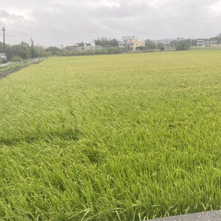 新屋買農地.新屋買建地.新屋買地.新屋近66快速路方正美農地.1348萬