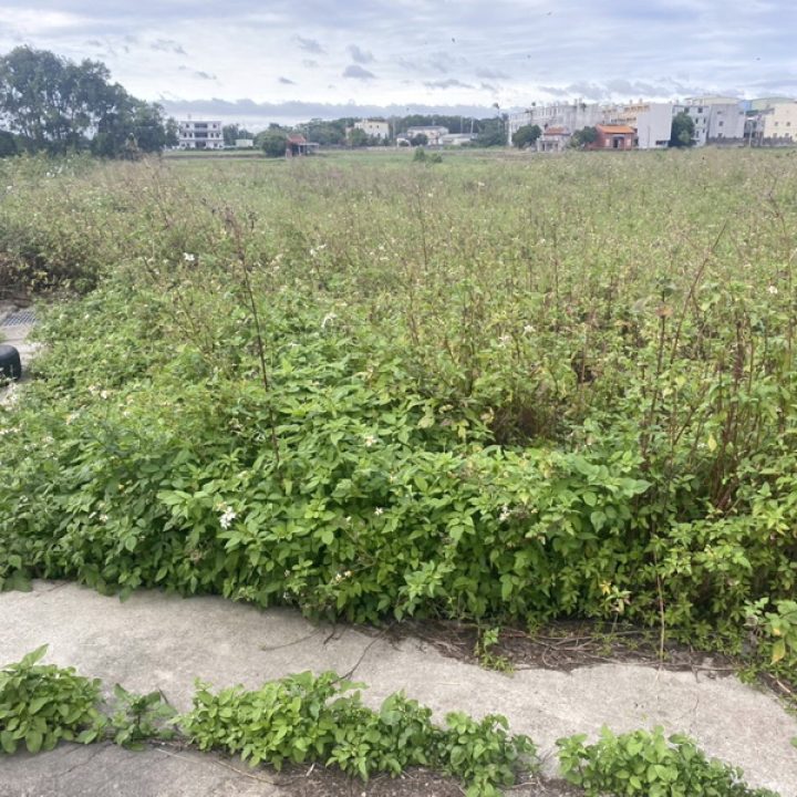 楊梅買農地.楊梅買建地.楊梅買地.楊梅高鐵南路八段6米方正美農地.1868萬