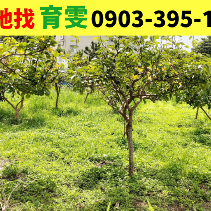 農地|平鎮復旦高中(步行10分)?美農地_買賣土地找育雯